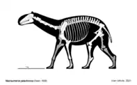 Skeletal reconstruction of Macrauchenia patachonica