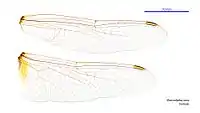 Female wings