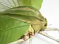 pronotum, dorso-lateral view