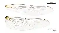 Female wings