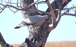 near Mahaboboka