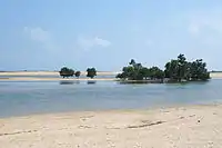 Mangroves