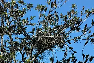 Nest in a banksia tree