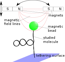 Molecule attached to a tethering surface and a magnetic bead. The bead is placed in a magnetic field gradient that exerts a force on the bead.