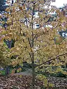 Magnolia sprengeri