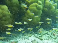 Yellowstriped cardinalfish (Ostorhinchus cyanosoma)