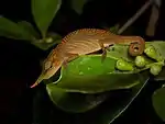 Horn-like projections of chameleon