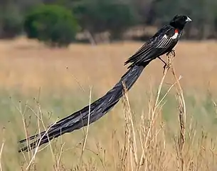 Breeding male on territory