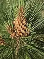 Pollen cones