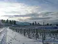 St Hubertus Vineyard in winter
