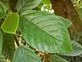 Leaves