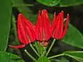 Flowers of Pavonia × gledhillii