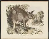The Kangaroo,Macropus major,illustration by Helena Forde,from Krefft's The Mammals of Australia (1871).