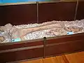 Femur of steppe mammoth