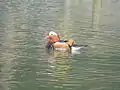 Mandarin duck in Shepreth Wildlife Park