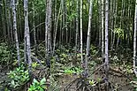 View of the mangroves at the Bakhawan Eco-Park