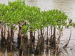 Mangroves at Vellikkeel