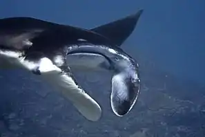 M. alfredi  from Bali, Indonesia