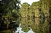 Cypress trees covered in moss in reflective water