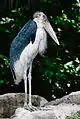 Marabou stork