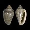 Angola 16,4mm