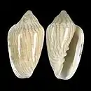 Marginella piperata strigataEast London, South Africa