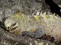 A. c. cristatus on Fernandina Island