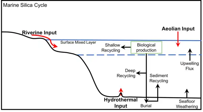 Generalized marine silica cycle, adapted from Treguer et&nbsp;al., 1995