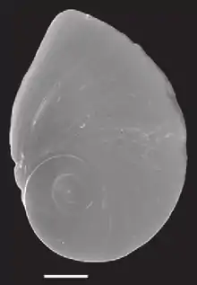 Example of a polygyrous spiral with eccentric nucleus in the operculum of Marstonia comalensis, scale bar: 200 μm