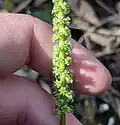 "Maundia triglochinoides flowers"