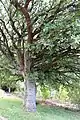 Trunk and branches