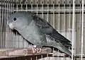 Grey/Mauve