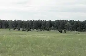 Grassland approaching the forest edge.
