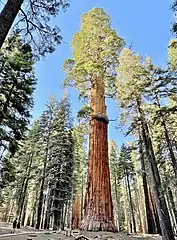 McKinley Tree