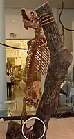 Megaladapis edwardsi skeleton