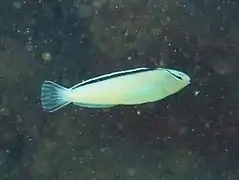 Disco blenny (Meiacanthus smithi)