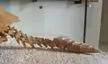 The tail of Meiolania platyceps (AMNH 29076)