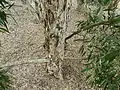 Bark