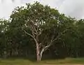 Habitat near Canal Creek, Queensland