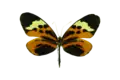 Dorsal, Ecuador