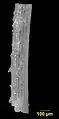 Irregular echinoid spine from the chalk sediments of the Menuha Formation.