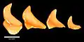 Hadrodus priscus tooth, Menuha Formation.