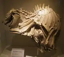 Merycoidodon gracilis from South Dakota
