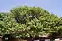 Ceylon ironwood