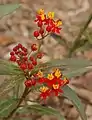 Flowers with ants feeding on the nectar