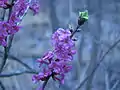 February daphne flowers (native to Eurasia, unknown how they arrived)