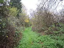 Path following the route of the old railway line in Mill Hill Old Railway Nature Reserve