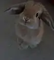 An orange coloured Miniature Lop - Stood Up