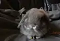 A four-month-old Miniature Lop