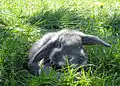 A blue otter colored Miniature Lop - Front view